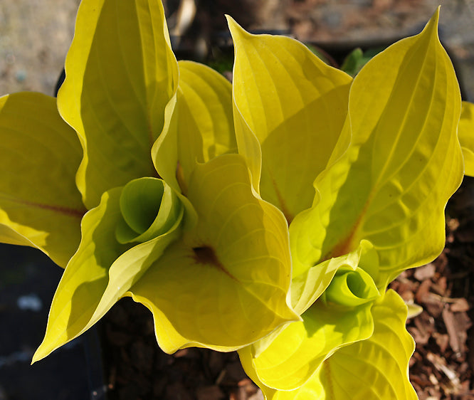 HOSTA 'FIRE ISLAND'