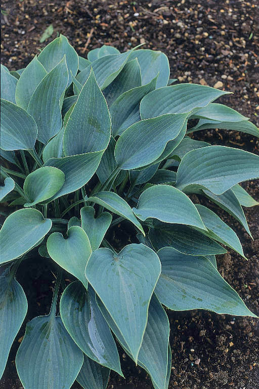 HOSTA 'HALCYON'