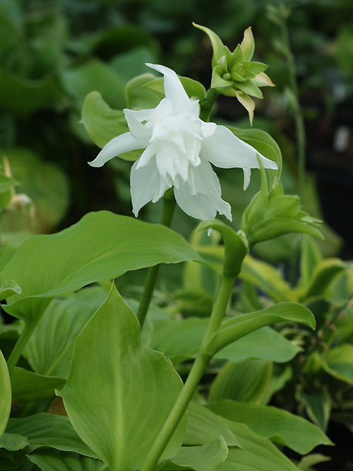 HOSTA PLANTAGINEA 'APHRODITE'