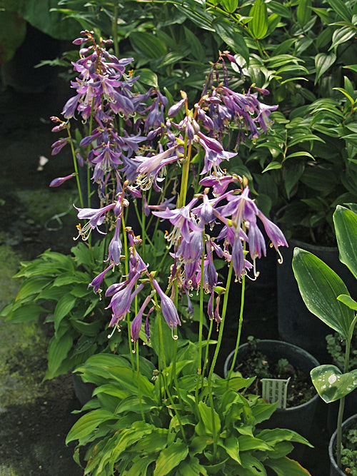 HOSTA 'TWIST OF LIME'