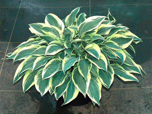 HOSTA 'WOLVERINE'