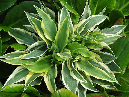 HOSTA dwarf 'WOLVERINE'