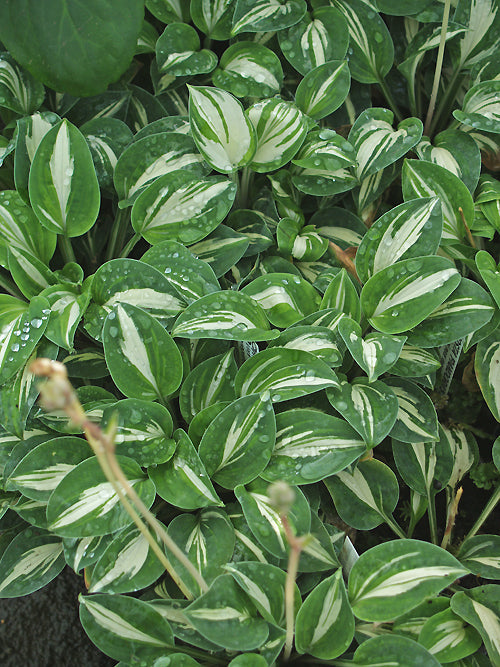 HOSTA 'PANDORA'S BOX'