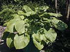 HOSTA 'SUM AND SUBSTANCE'