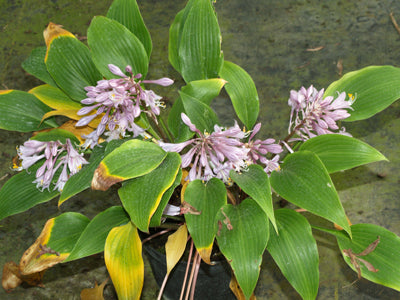 HOSTA TARDIFLORA