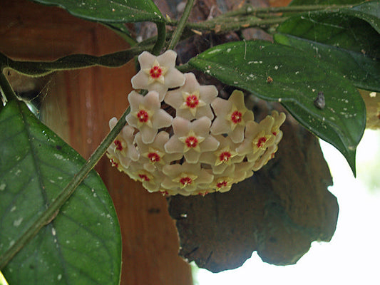 HOYA CARNOSA
