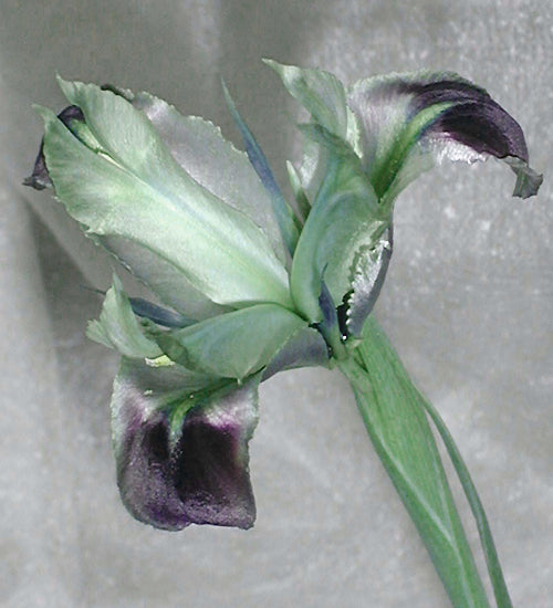 HERMODACTYLUS TUBEROSUS MS 729