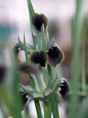 HERMODACTYLUS TUBEROSUS MS 731