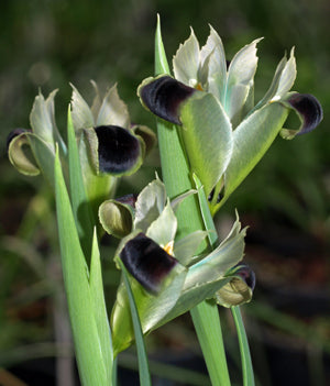 HERMODACTYLUS TUBEROSUS PB (without no.)