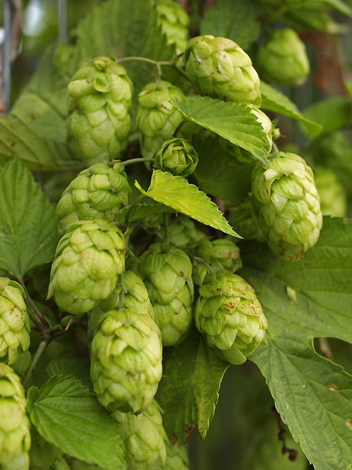 HUMULUS LUPULUS 'AUREUS' female