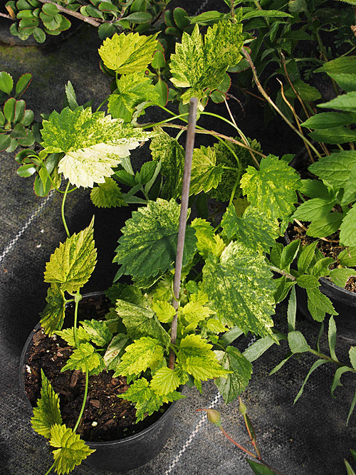 HUMULUS LUPULUS 'TAFF'S VARIEGATED'