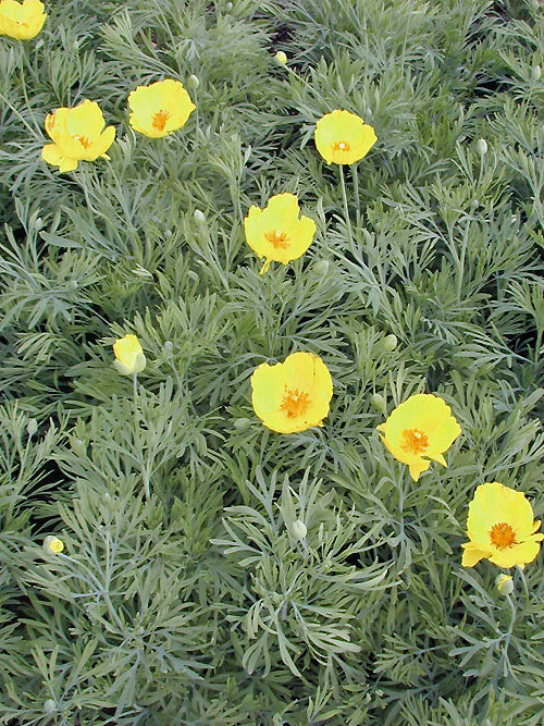 HUNNEMANNIA FUMARIIFOLIA 'SUNLITE'