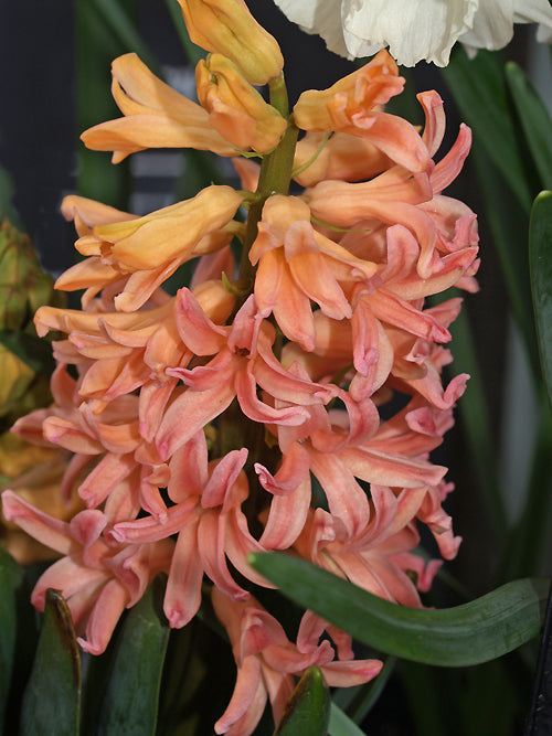 HYACINTHUS ORIENTALIS 'GIPSY QUEEN'