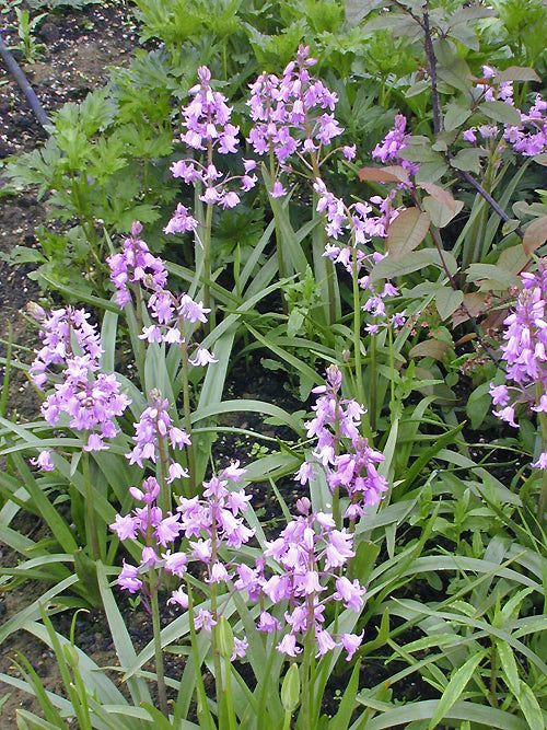 HYACINTHOIDES HISPANICA 'DAINTY MAID'