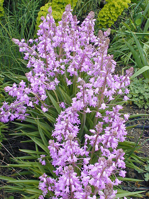 HYACINTHOIDES HISPANICA 'MISS WORLD'