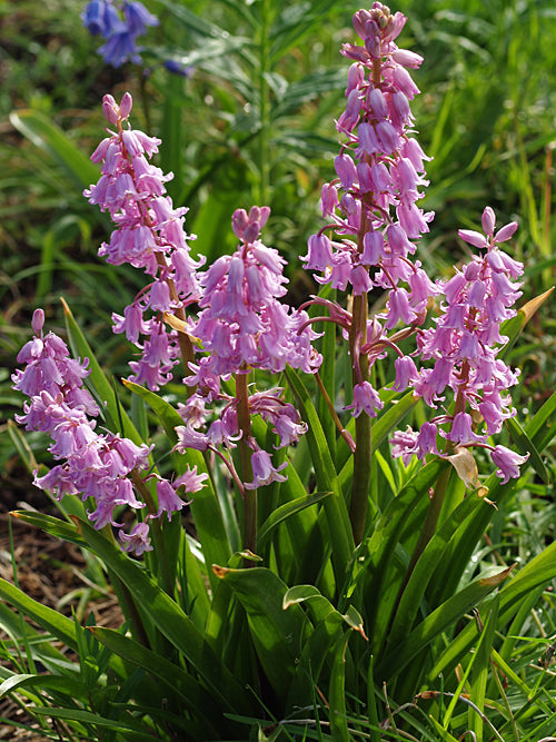 HYACINTHOIDES HISPANICA 'QUEEN OF THE PINKS'