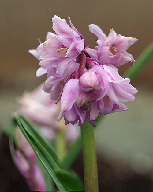 HYACINTHOIDES NON-SCRIPTA 'MILL HOUSE PINK' double pink