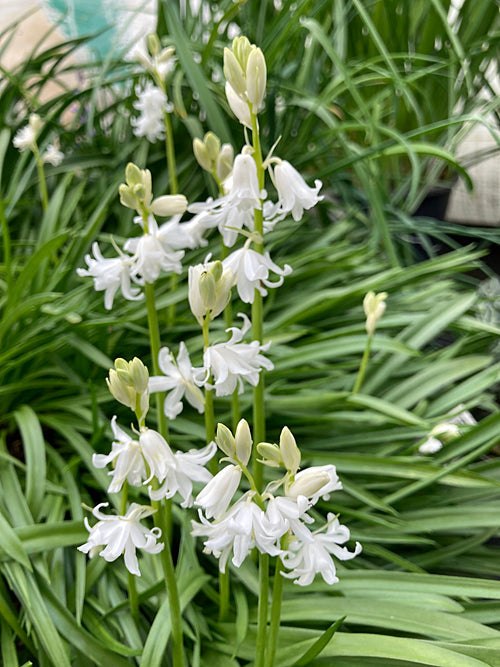 HYACINTHOIDES NON-SCRIPTA 'MILL HOUSE WHITE'  double white