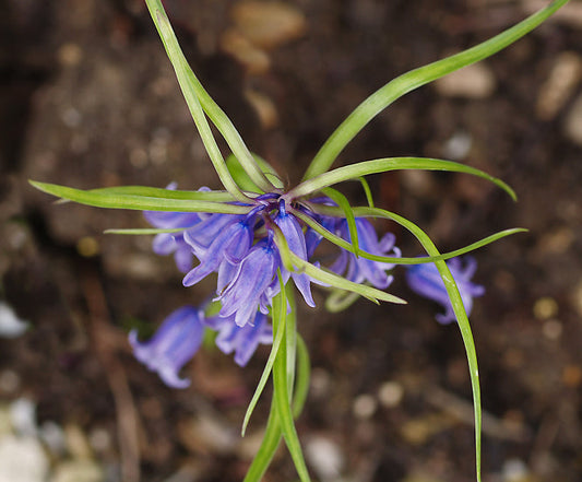 HYACINTHOIDES NON-SCRIPTA long bracteate