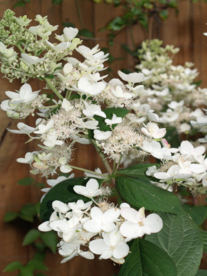 HYDRANGEA PANICULATA 'PINK DIAMOND'