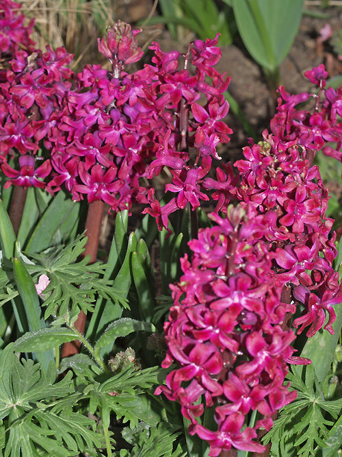 HYACINTHUS ORIENTALIS 'WOODSTOCK'