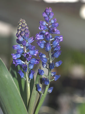 HYACINTHELLA GLABRESCENS