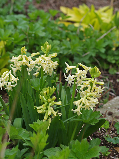 HYACINTHUS ORIENTALIS 'CITY OF HAARLEM'