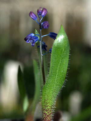 HYACINTHELLA HISPIDA
