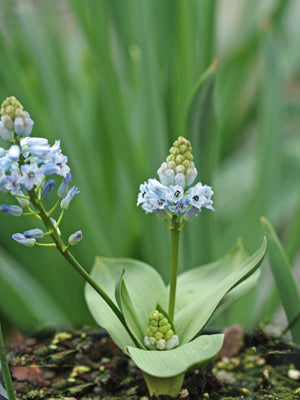 HYACINTHELLA LINEATA