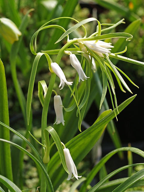 HYACINTHOIDES NON-SCRIPTA LONG BRACTEATE WHITE