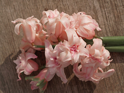 HYACINTHUS ORIENTALIS OLD DOUBLE BLOWSY PINK