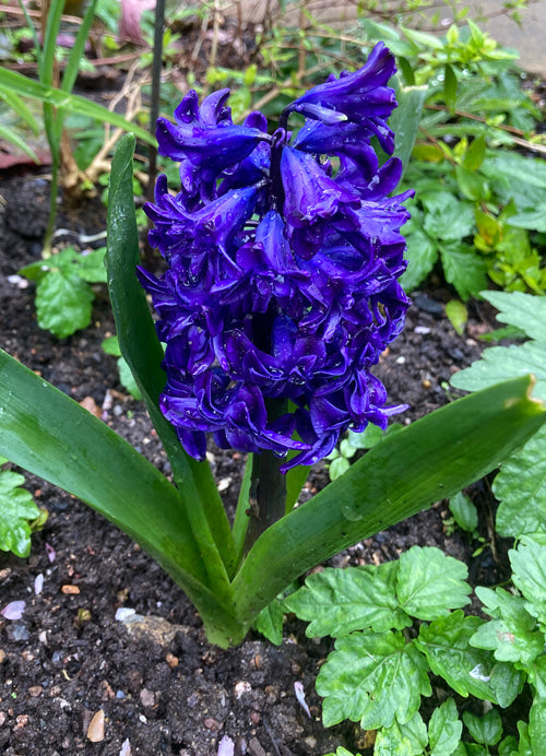 HYACINTHUS ORIENTALIS 'ROYAL NAVY'