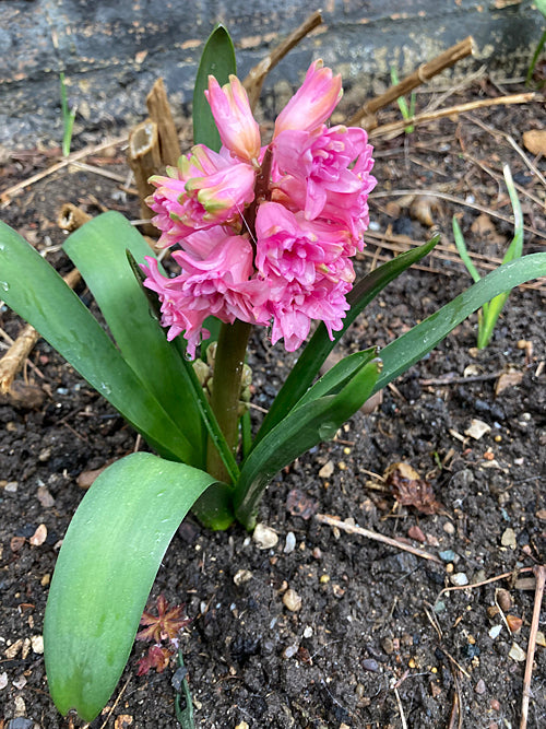HYACINTHUS ORIENTALIS 'SPRING BEAUTY'