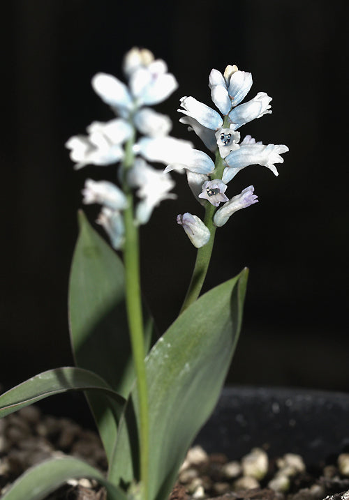 HYACINTHELLA SIIRTENSIS