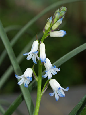 BELLEVALIA TABRIZIANA