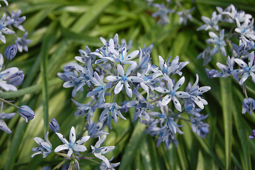 HYACINTHOIDES VICENTINA