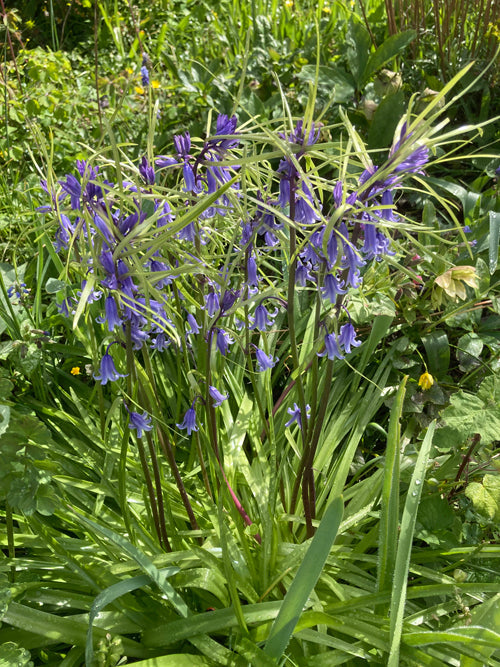 HYACINTHOIDES 'AMY DONCASTER'