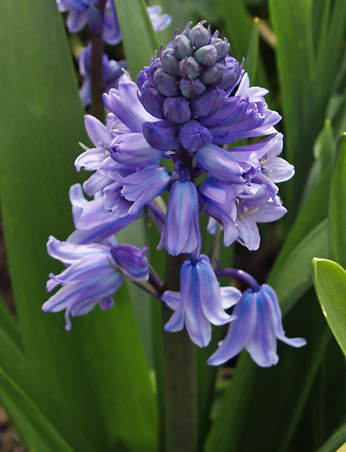 HYACINTHOIDES HISPANICA