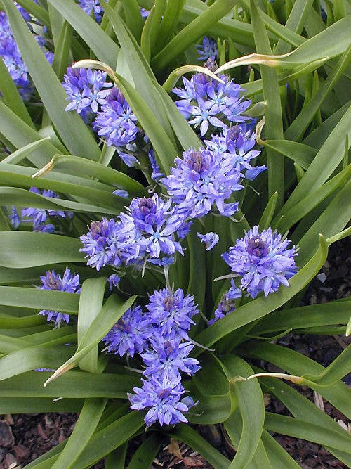 SCILLA REVERCHONII