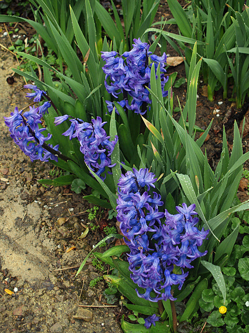 HYACINTHUS ORIENTALIS 'BLUE MAGIC'
