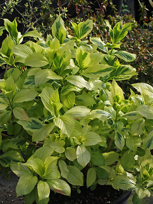 HYDRANGEA MACROPHYLLA 'AUREOMARGINATA'
