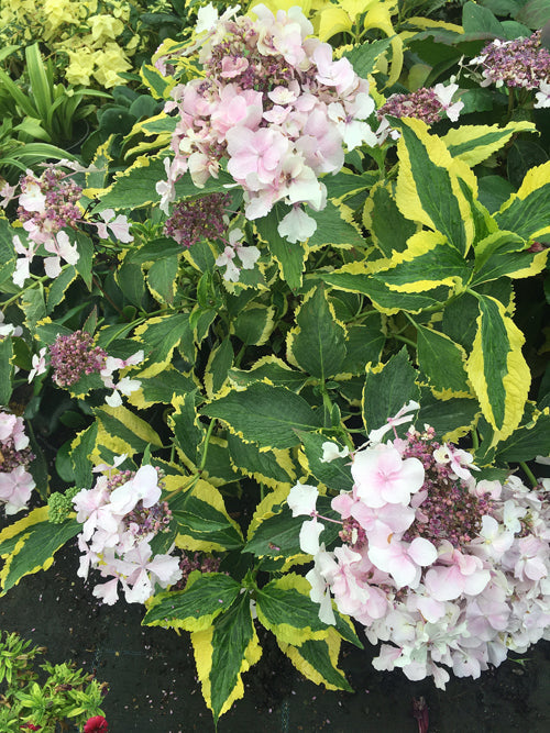 HYDRANGEA MACROPHYLLA 'GOLDRUSH'