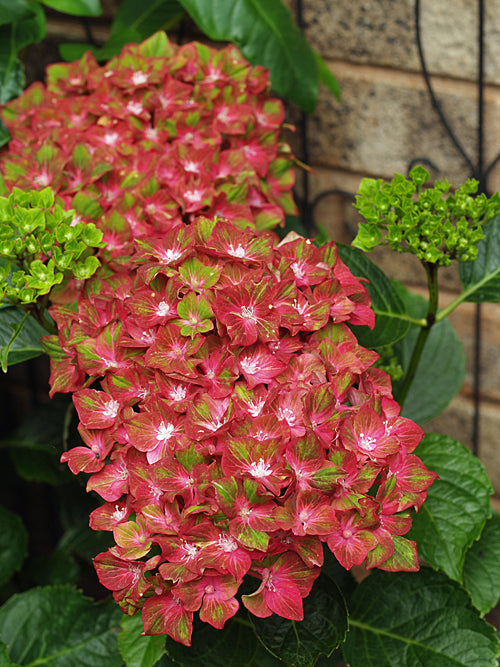 HYDRANGEA GLAM ROCK