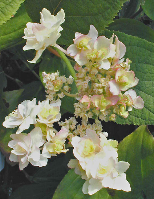 HYDRANGEA INVOLUCRATA 'YOKUDANKA'