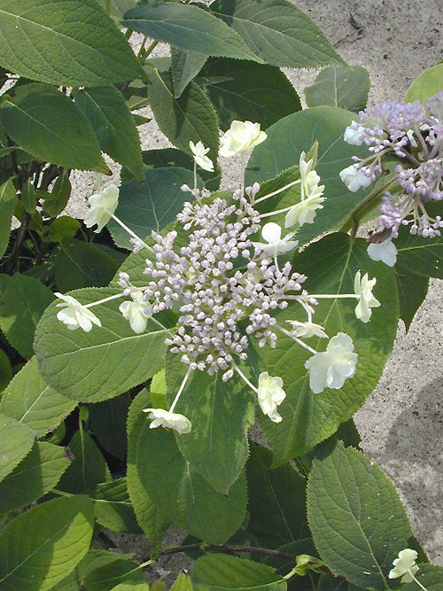 HYDRANGEA INVOLUCRATA 'PLENA'
