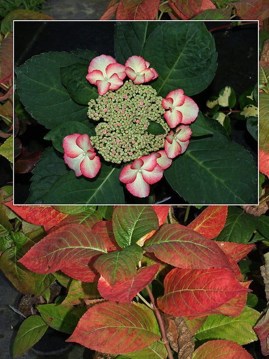 HYDRANGEA MACROPHYLLA 'GANKU BO CHOKENS'
