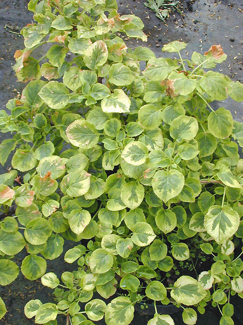 HYDRANGEA ANOMALA subsp.PETIOLARIS 'SILVER LINING'
