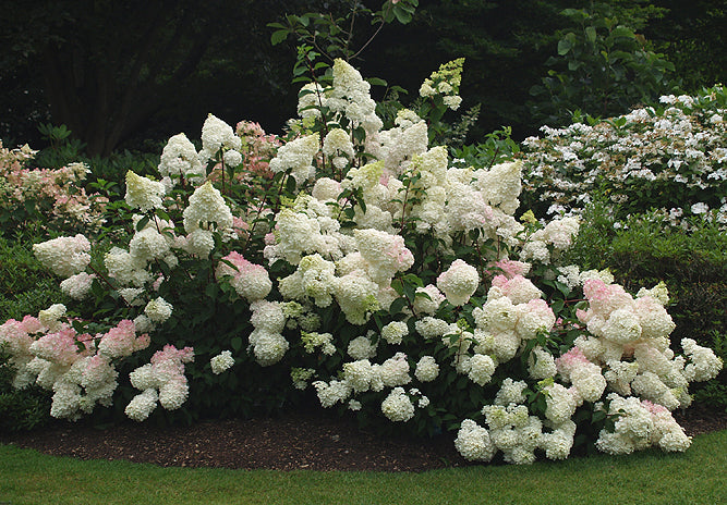 HYDRANGEA PANICULATA 'VANILLE FRAISE'