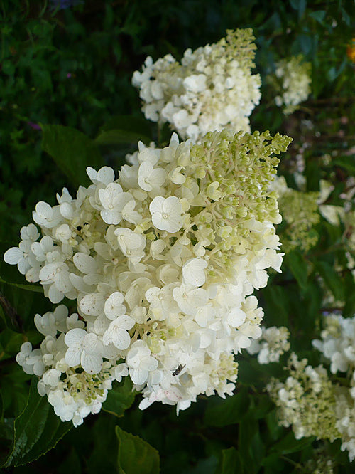 HYDRANGEA PANICULATA 'SILVER DOLLAR'