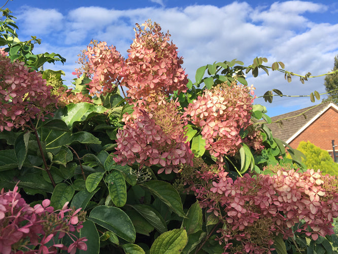 HYDRANGEA PANICULATA 'PHANTOM'